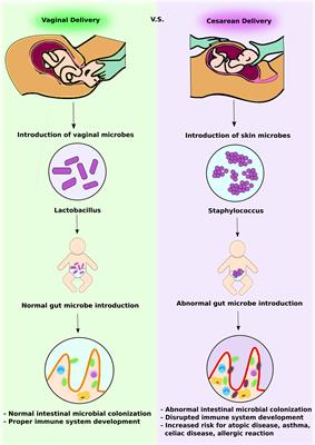 Early Disruption of the Microbiome Leading to Decreased Antioxidant Capacity and Epigenetic Changes: Implications for the Rise in Autism